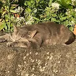 P'tite Maizoun - Hermanville-sur-Mer