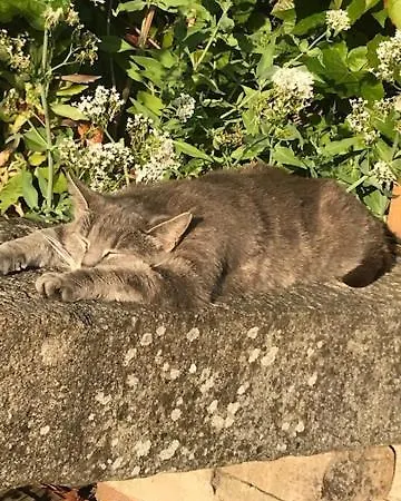 Petite Maizoun - Hermanville-sur-Mer