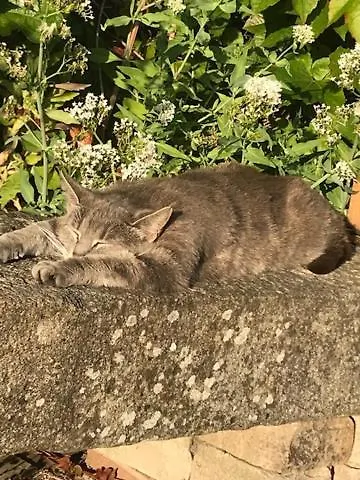 Petite Maizoun - Hermanville-sur-Mer